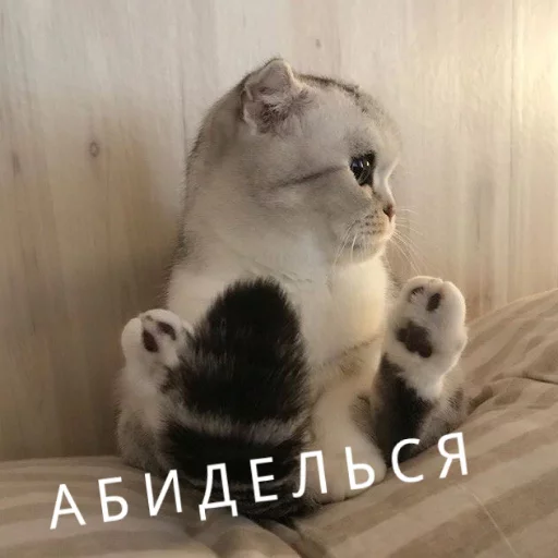 Sticker from the "КотикЦмок" sticker pack