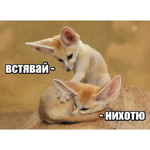 Sticker from the "КотикЦмок" sticker pack