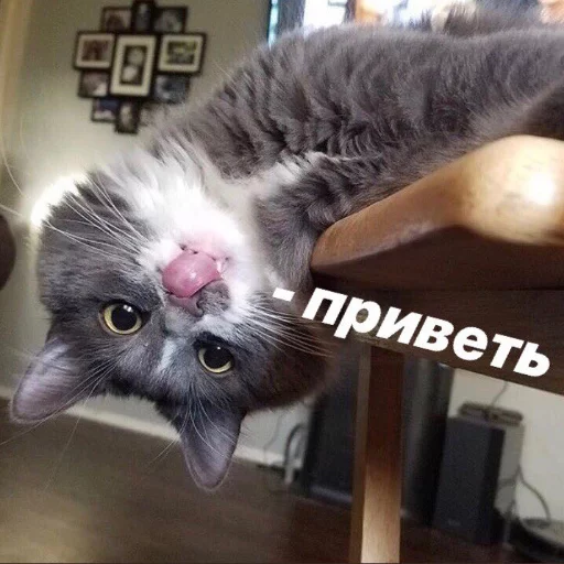 Sticker from the "КотикЦмок" sticker pack