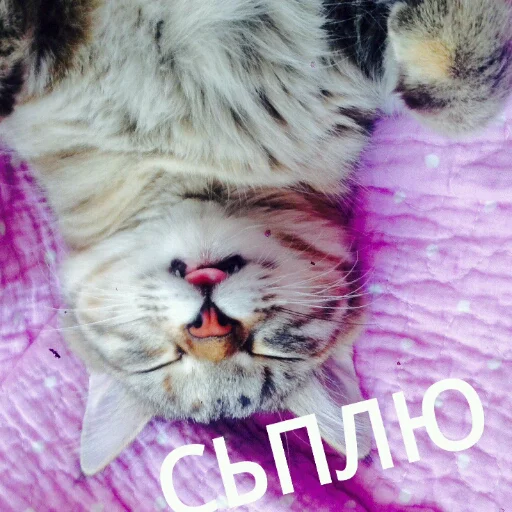 Sticker from the "КотикЦмок" sticker pack