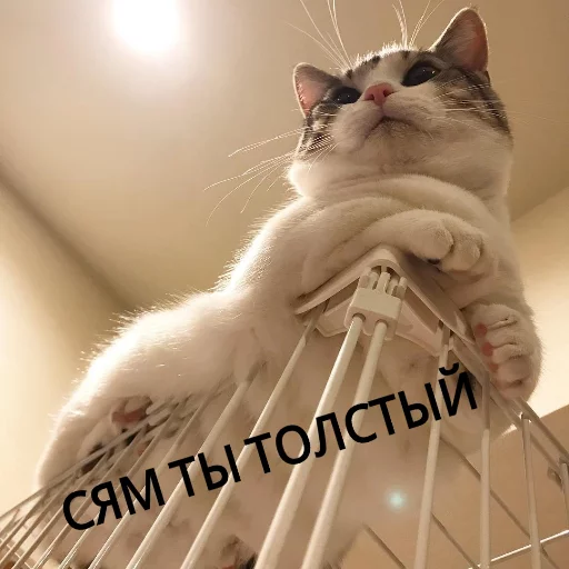 Sticker from the "КотикЦмок" sticker pack