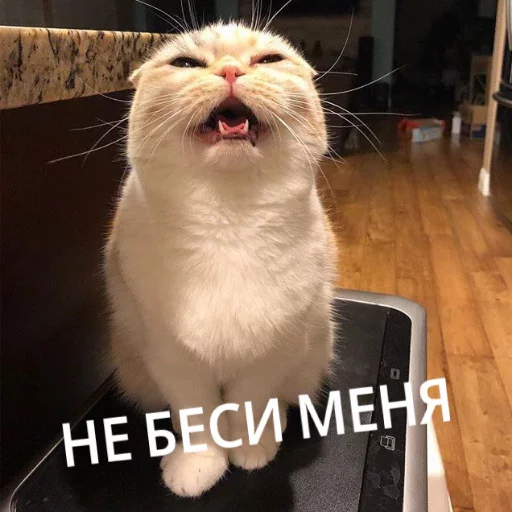 Sticker from the "КотикЦмок" sticker pack