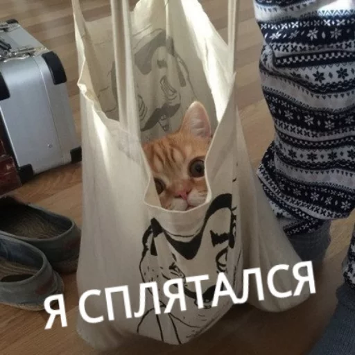 Sticker from the "КотикЦмок" sticker pack