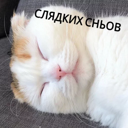 Sticker from the "КотикЦмок" sticker pack