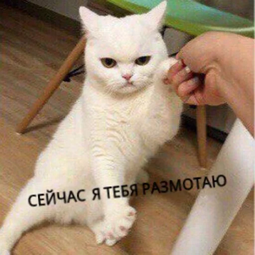 Sticker from the "КотикЦмок" sticker pack