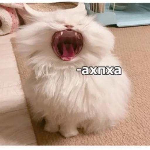 Sticker from the "КотикЦмок" sticker pack