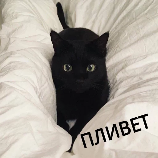 Sticker from the "КотикЦмок" sticker pack