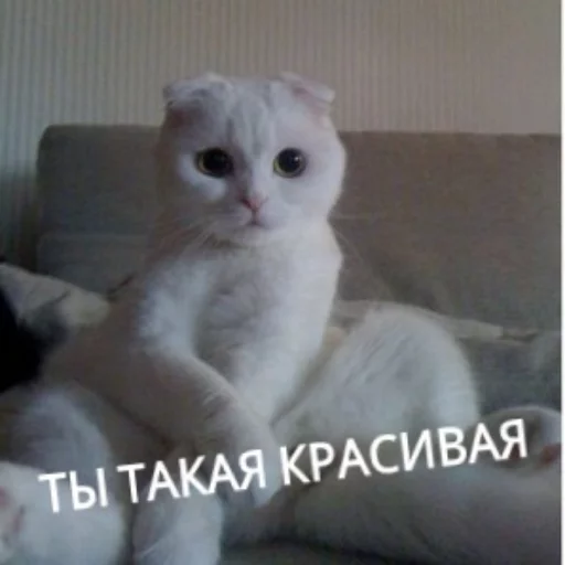 Sticker from the "КотикЦмок" sticker pack