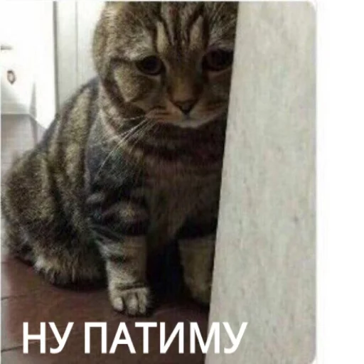 Sticker from the "КотикЦмок" sticker pack