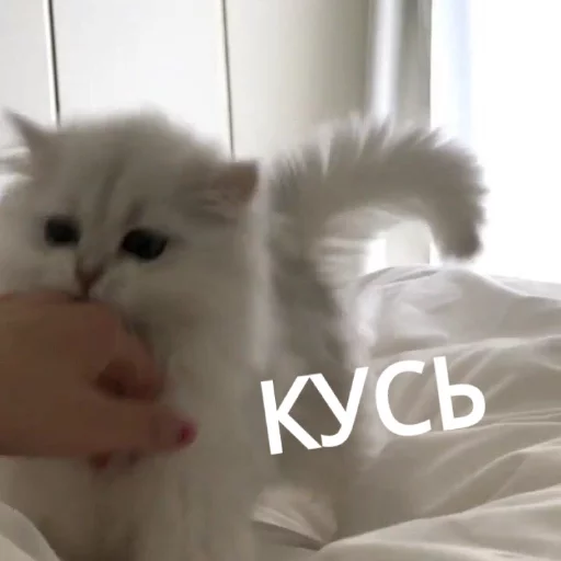 Sticker from the "КотикЦмок" sticker pack