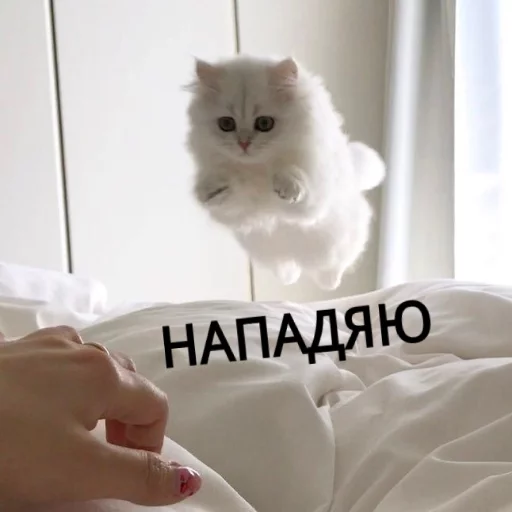 Sticker from the "КотикЦмок" sticker pack