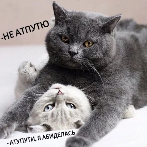 Sticker from the "КотикЦмок" sticker pack