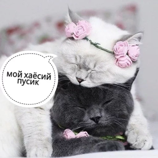 Sticker from the "КотикЦмок" sticker pack