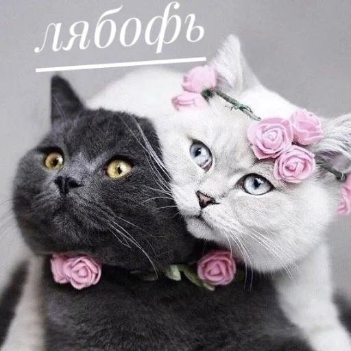 Sticker from the "КотикЦмок" sticker pack