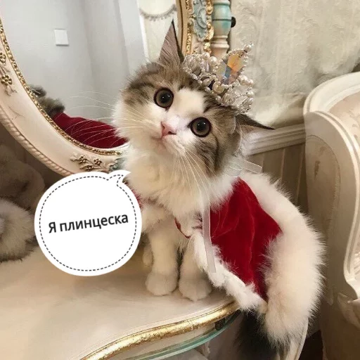 Sticker from the "КотикЦмок" sticker pack