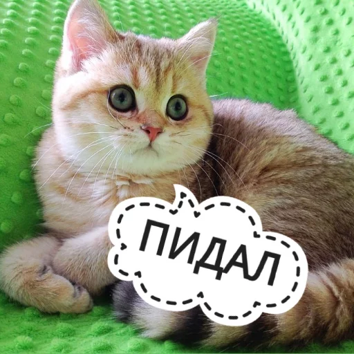 Sticker from the "КотикЦмок" sticker pack