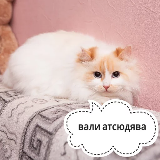 Sticker from the "КотикЦмок" sticker pack