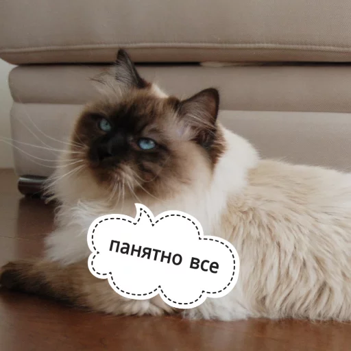 Sticker from the "КотикЦмок" sticker pack