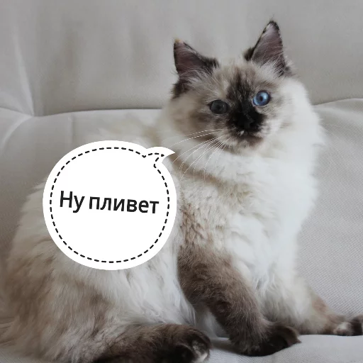 Sticker from the "КотикЦмок" sticker pack