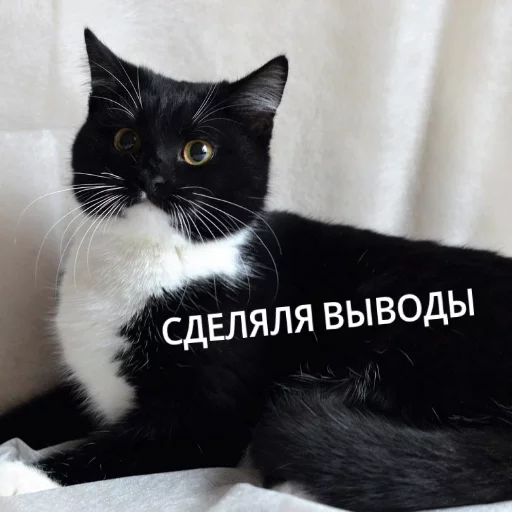 Sticker from the "КотикЦмок" sticker pack