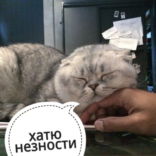 Sticker from the "КотикЦмок" sticker pack