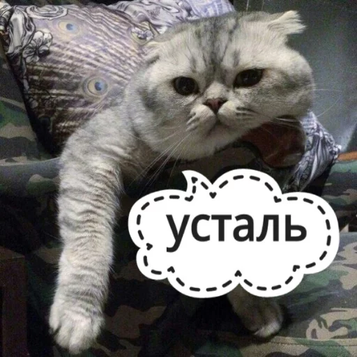 Sticker from the "КотикЦмок" sticker pack