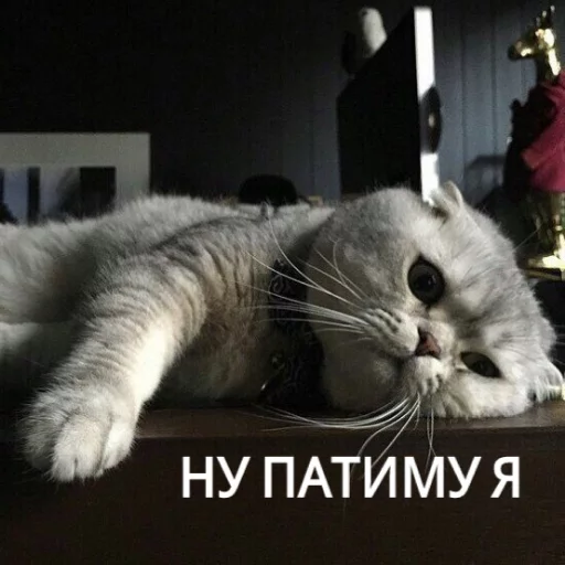 Sticker from the "КотикЦмок" sticker pack