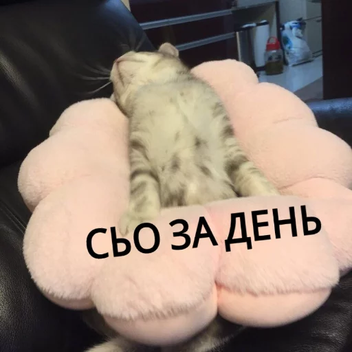 Sticker from the "КотикЦмок" sticker pack