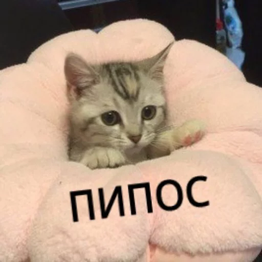 Sticker from the "КотикЦмок" sticker pack