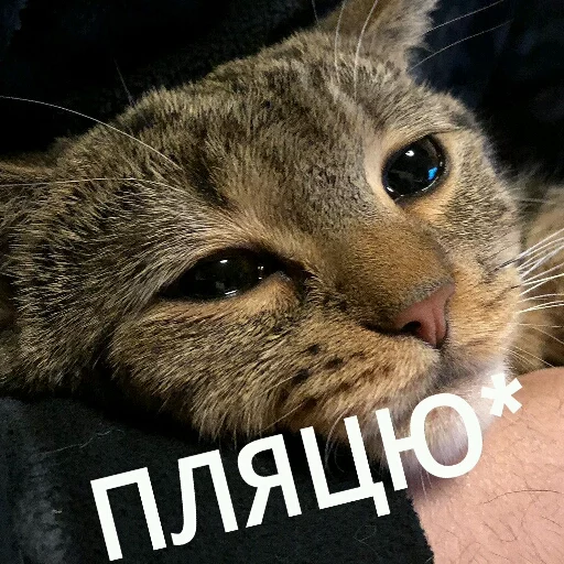 Sticker from the "КотикЦмок" sticker pack