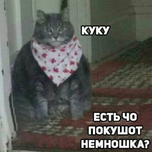 Sticker from the "КотикЦмок" sticker pack