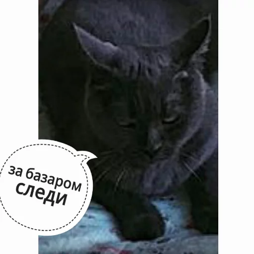 Sticker from the "КотикЦмок" sticker pack