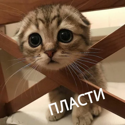 Sticker from the "КотикЦмок" sticker pack