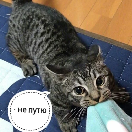 Sticker from the "КотикЦмок" sticker pack