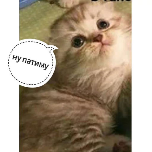 Sticker from the "КотикЦмок" sticker pack