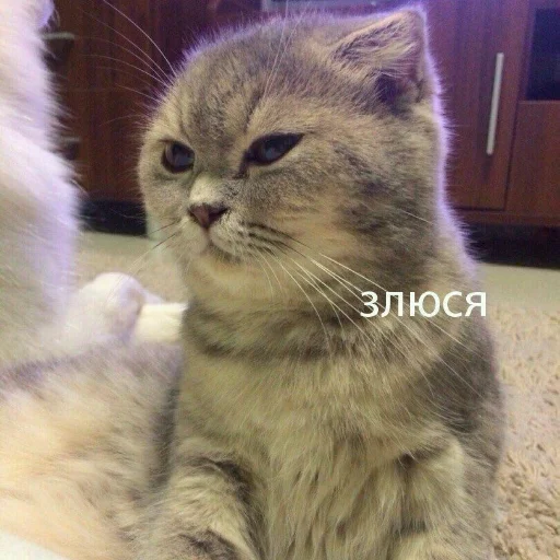 Sticker from the "КотикЦмок" sticker pack