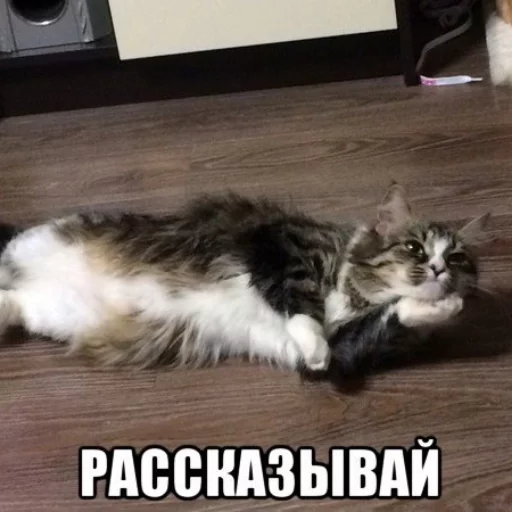 Sticker from the "КотикЦмок" sticker pack