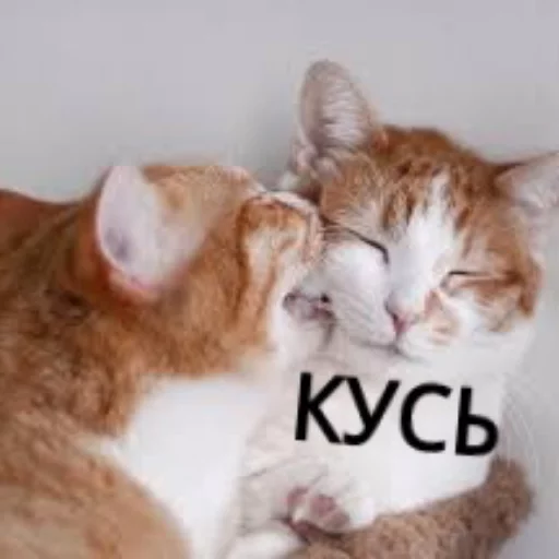 Sticker from the "КотикЦмок" sticker pack