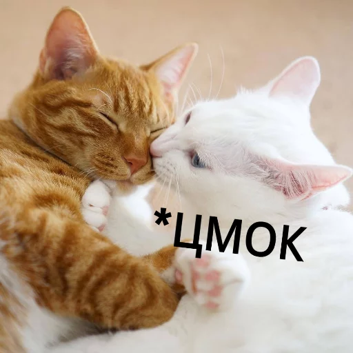 Sticker from the "КотикЦмок" sticker pack