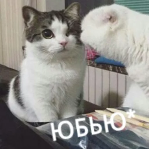 Sticker from the "КотикЦмок" sticker pack