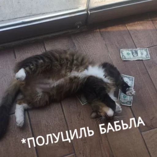 Sticker from the "КотикЦмок" sticker pack