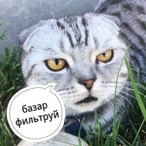 Sticker from the "КотикЦмок" sticker pack