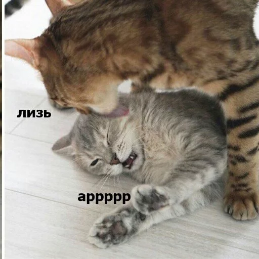 Sticker from the "КотикЦмок" sticker pack