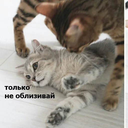 Sticker from the "КотикЦмок" sticker pack