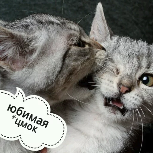 Sticker from the "КотикЦмок" sticker pack