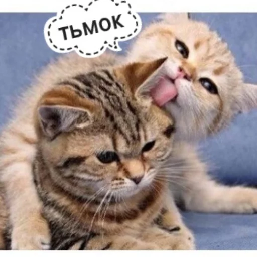 Sticker from the "КотикЦмок" sticker pack