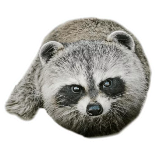 Sticker from the "Round Animals" sticker pack