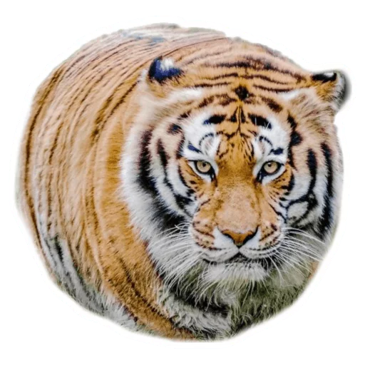 Sticker from the "Round Animals" sticker pack