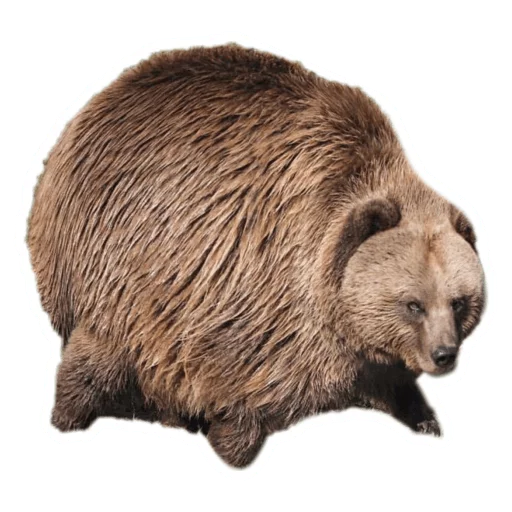 Sticker from the "Round Animals" sticker pack