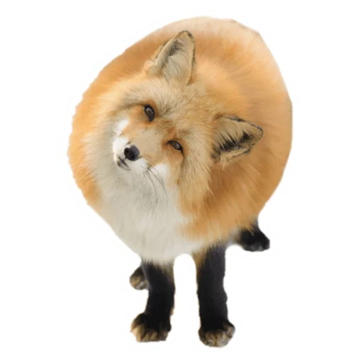 Sticker from the "Round Animals" sticker pack